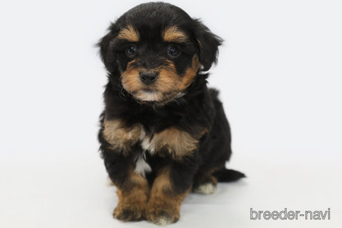 成約済の神奈川県のミックス犬-301725の3枚目